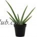 Aloe Vera Succulent Low Maintenance House Plant from Delray Plants, 4-inch Grower Pot   553130513